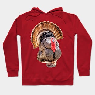 Tall Turkey tails Hoodie